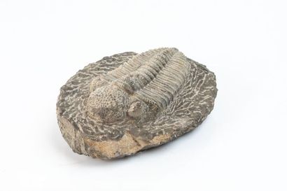 Un trilobite : Phacops africanus, du dévonien...
