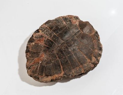 null Tortue fossile : Anosteria sp. Carapace, Guangdong en Chine. Eocène, Dim.: 31...