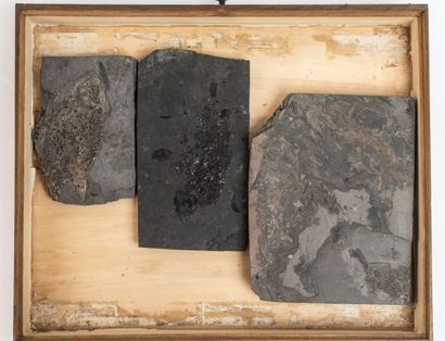 null Un tiroir de poissons fossiles dont certains de Montceau les Mines, Saône et...