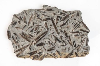 null Plaque recouverte de rostres de Bélemnites du jurassique, Dim. 38 x 24 cm.