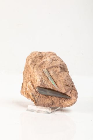 null Deux Rostres (6 cm et 4cm) de Bélemnites en opale sur une gangue, Mine Cairn...