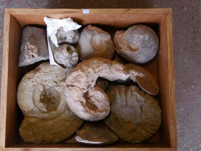 null Diverses ammonites, goniatites et cératites. Vendu Sans les tiroirs
