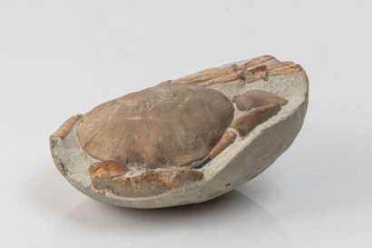 null Crabe fossile : Tumidocarcinus giganteus, Miocène, Nouvelle-Zélande, Dim.: 13...