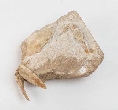 null Deux Crabes fossiles : Portunites sur une gangue de calcaire, Miocène, Sardaigne,...