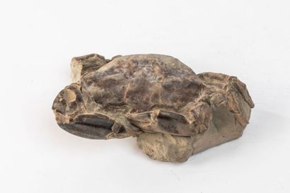 null Crabe fossile : Archeogeryon sp., Miocène, Patagonie, Argentine, Dim.: 14 x...