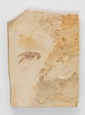 null Crustacé fossile sur une plaque de calcaire, Santana formation de l’albien (Crétacé...
