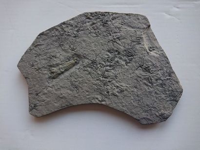 null Calamar fossile (5cm) : Rhomboteuthis lehmani sp. et Ophiures, callovien inférieur,...