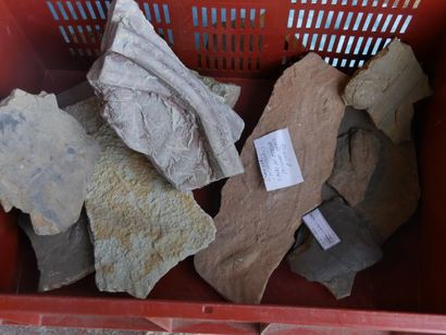 null Plaques diverses : brèches, traces de trilobites, concrétion primaire. Vendu...