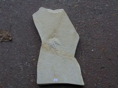 null Limule fossile : Mesolimulus Waldi du jurassique de Solnhofen, Bavière, en deux...
