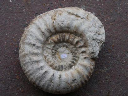 null Ammonite Renekia du callovien de Pamproux, Deux Sèvres, France. 30 cm envir...