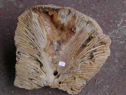 null Corail fossile avec calcédoine brune, Floride, Etats-Unis. 24 cm environ
