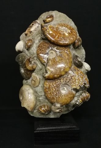 null Matrice avec ammonites polies, Madagascar, Haut.: 37 cm.
