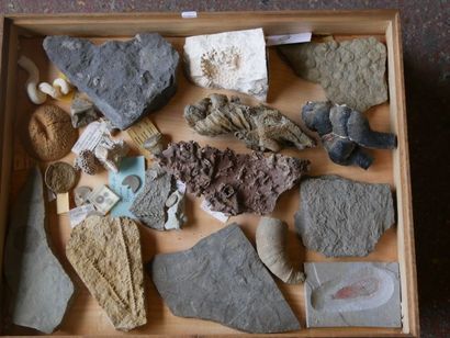 null Un lot de fossiles rares, méduse d’Ukraine, siliguariïdea d’Albanie, Diskinsonia...