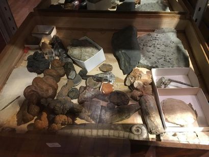 null Lots de fossiles divers : oursins, coprolithes, une petite tortue de l’oligocène...