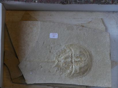 null Limule fossile : Mesolimulus Waldi du jurassique de Solnhofen, Bavière, All...