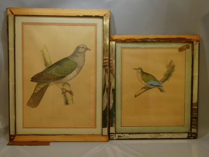 null Lot de deux gravures représentant des oiseaux exotiques. Cadre miroir (Acci...