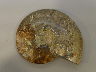 null Ammonite, Dim.: 25 x 21,5 cm.