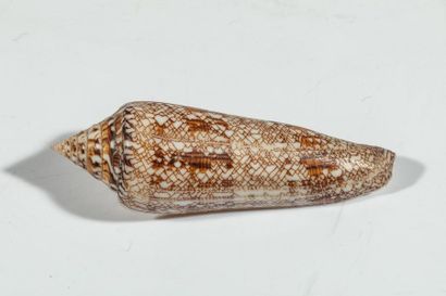 null Conus bengalensis 103 mm ( Thailande) en bon état