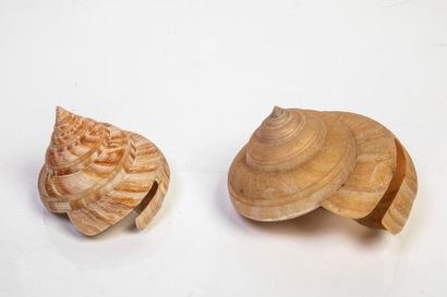 null Pleurotomaires, 2 spécimens Pleurotomaria hirasei 75mm (Japon) et teramachi...