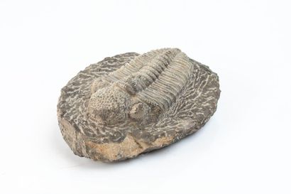 null Un trilobite : Phacops africanus, du dévonien de la région d’Alnif dans le sud...