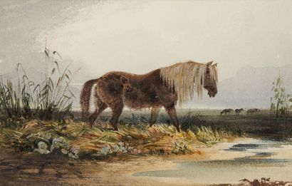 NEWTON FIELDING (Londres 1797- Paris 1856) 
Cheval de montagne
Aquarelle.
Signé en...