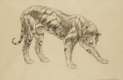Charles DELHOMMEAU (1883-1970) 
Tigre
Dessin signé en bas à droite
39 x 60 cm
