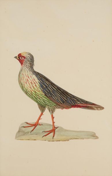 JEAN GABRIEL PRETRE (VERS 1780-VERS 1845) 
Un oiseau sur une branche
Paire d'aquarelles
Signé...