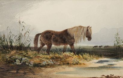 NEWTON FIELDING (Londres 1797- Paris 1856) 
Cheval de montagne
Aquarelle
Signé en...
