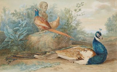 École Française du XIXe siècle Pheasant and peacock
Watercolour.
30 x 48 cm