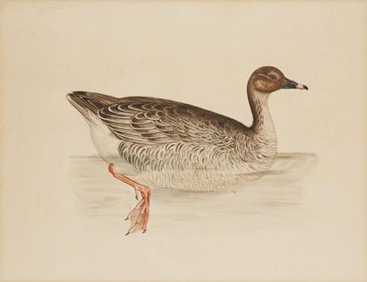 École Française du XIXe siècle Harvest
Goose Feather and grey ink, watercolour
22...