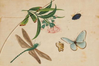 CHINE CANTON VERS 1900 
Two gouaches on rice paper, perched parakeets and butterflies,...
