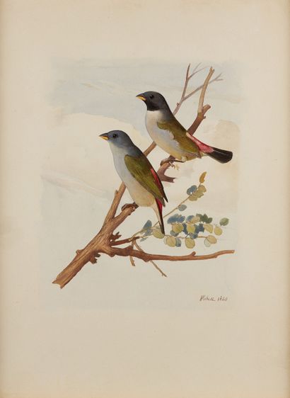 WAHAST, CIRCA 1800 
Oiseaux
Deux aquarelles sur papier, signées en bas à droite et...