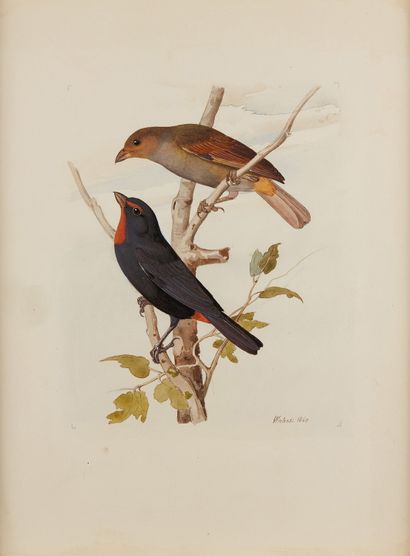 WAHAST, CIRCA 1800 
Birds
Two watercolours on paper, signed lower right and dated...
