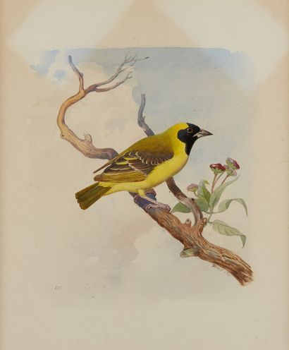 WAHAST, CIRCA 1800 
Birds
Two watercolours on paper, signed lower right and dated...