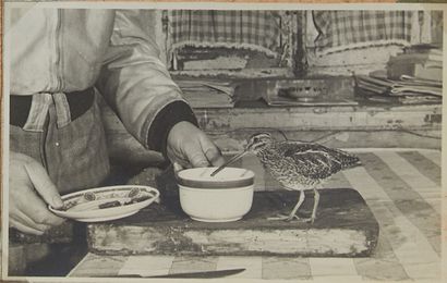 null [ORNITHOLOGIE]. [LABITTE (André), architecte et ornithologue (1890-1964)].
Importante...