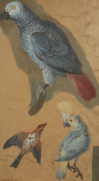 Ecole FRANCAISE du XIXe siècle, d'après François DESPORTES Trois perroquets
Gouache...