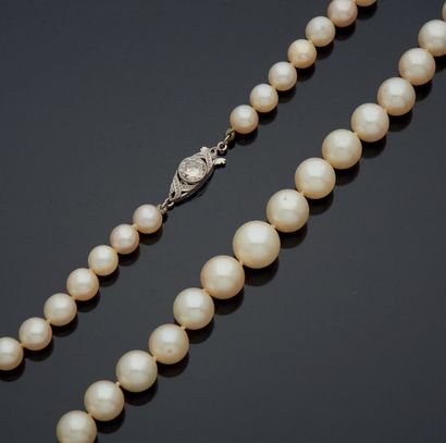 null NECKLACE of one row of cultured pearls in slight fall, nicely finished with...