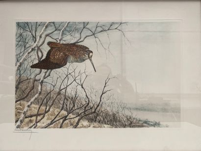 null Léon Danchin

Woodcock

Engraving in colours, signed lower right

Size of the...