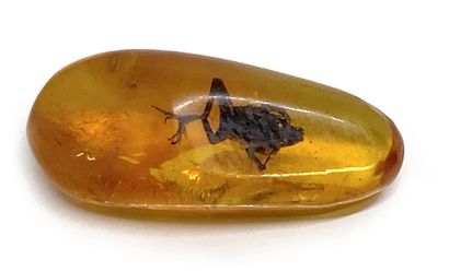 ASIE OU BALTIQUE Small amber pebble presumed with inlay of a micro batrachian. Size...