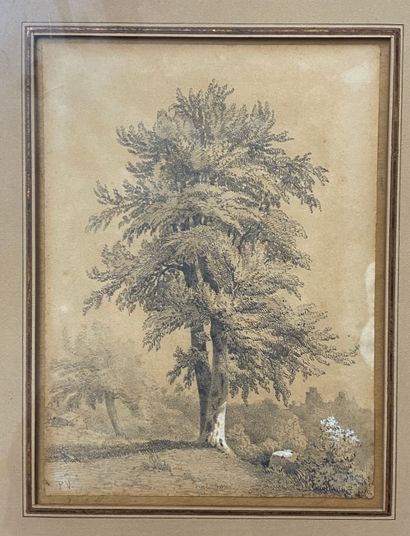 Ecole Française du XIXè siècle 
Etude d'arbre...