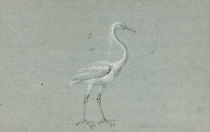 ATTRIBUÉ À JEAN - BAPTISTE OUDRY (1686 - 1755) A bustard Black stone and white highlights...