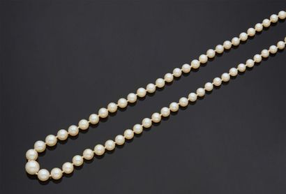 null NECKLACE of pearls of culture in fall, clasp in yellow gold 750 mm of type box,...