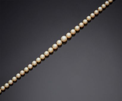 null NECKLACE of pearls of culture in fall, clasp box in yellow gold 750 mm and eight...