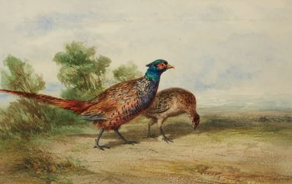 Frederic LEHNERT (né en 1811), attribué à Couple of pheasants
Watercolor 14.5 x 22.5...