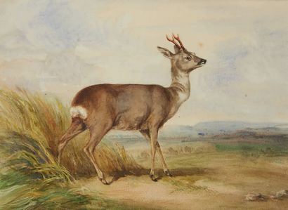 Frederic LEHNERT (né en 1811), attribué à Chevreuil
Aquarelle 16,7 x 22,5 cm (à ...