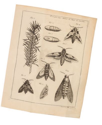 Réaumur Mémoires pour servir à l'histoire des insectes.
Paris, Imprimerie royale,...
