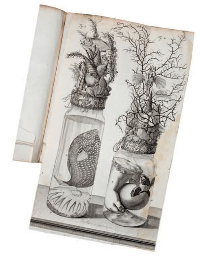 RUYSCH, Frederick Thesaurus animalium primus cum figuris
aeneis - Het eerste cabinet...