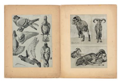MEHEUT, Mathurin Study of animals. Paris, Librairie centrale des Beaux-Arts, Eugène...