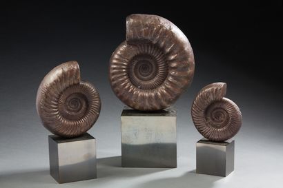 null Alexander LAMONT pour LAMONT

« Spirals Fossils » 

Ensemble de trois fossiles...