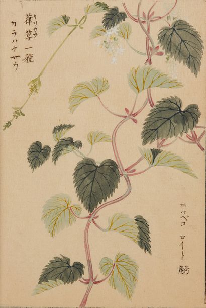 JAPON, XIXe siècle Suite de 18 planches extraites du Honzô zufu, « Diagrammes et...